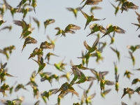 Budgies 4324 m