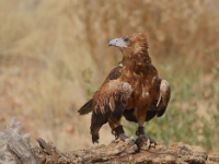 BushPark BlackBreastedBuzzard 5218 m