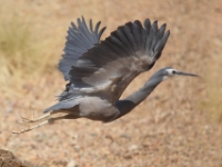 BushPark WhiteFacedHeron 5283 m