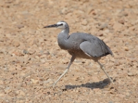 BushPark WhiteFacedHeron 5292 m