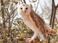 CentralAustralia BarnOwl DSC03939