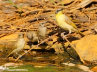 CentralAustralia BrownAndGrey-headedHoneyeater DSC07774