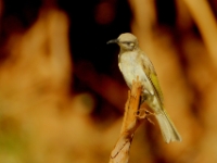 CentralAustralia BrownHoneyEater DSC07764 2