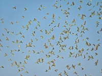 CentralAustralia Budgerigars DSC04055