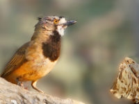 CentralAustralia EasternWhipbird DSC07553