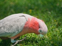 CentralAustralia Galah DSC07441