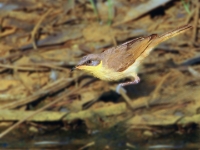 CentralAustralia Grey-headedHoneyeater2 DSC07619