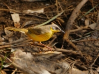 CentralAustralia Grey-headedHoneyeater DSC07849.pg