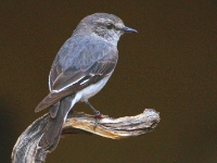 CentralAustralia HoodedRobin(fem) DSC07584