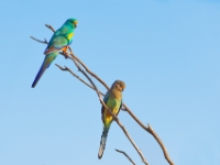 CentralAustralia MulgaParrot DSC07479