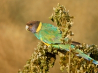 CentralAustralia Ring-neckedParrot DSC08087