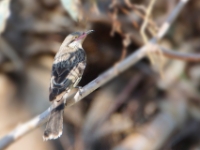 CentralAustralia Spiny-cheekedHoneyeater DSC07791