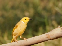 CentralAustralia White-plumedHoneyEater DSC07792