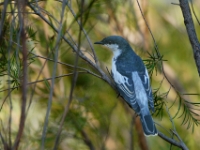 CentralAustralia White-wingedTriller(MaleBreeding) DSC07552