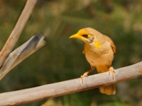 CentralAustralia Yellow-throatedMiner DSC07838