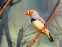 CentralAustralia ZebraFinch DSC07556