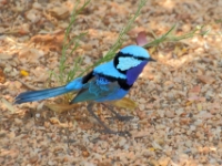 DesertPark MaleSplendidWren 1675 m