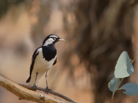 MurrayMagpie 4947 m