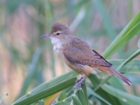 Reed Warbler 4592 m