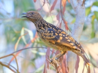 WesternBowerBird 4607 m