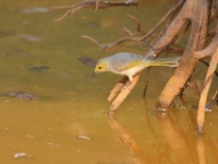 WhitePlumedHoneyEater 4844 m