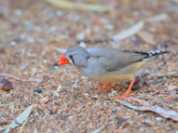 ZebraFinch 4687 m