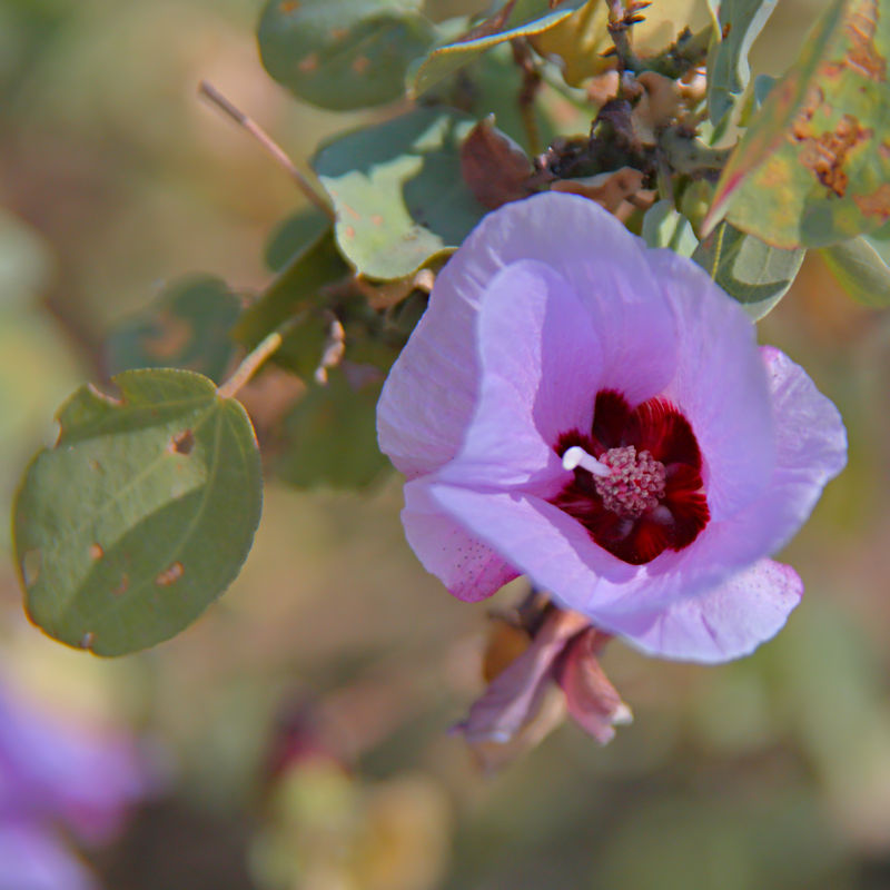 Olive Pink Botanic Garden, Alice Springs