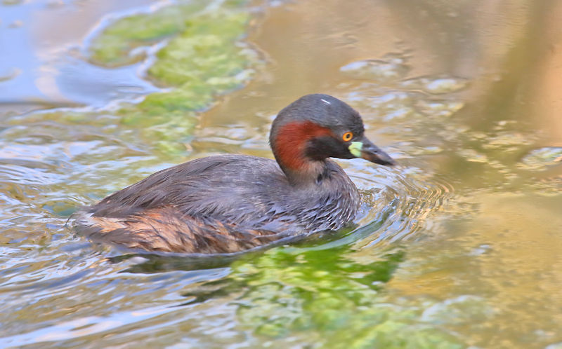 Australian Grebe, Alice Springs Bush Park