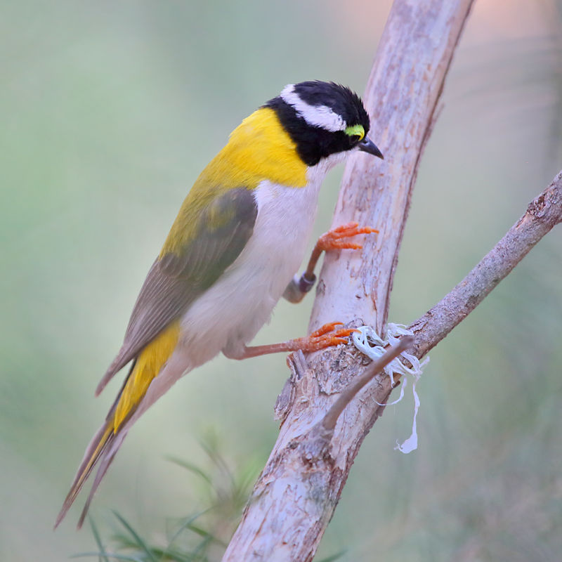 Black-chinned Honey Eater, Alice Springs