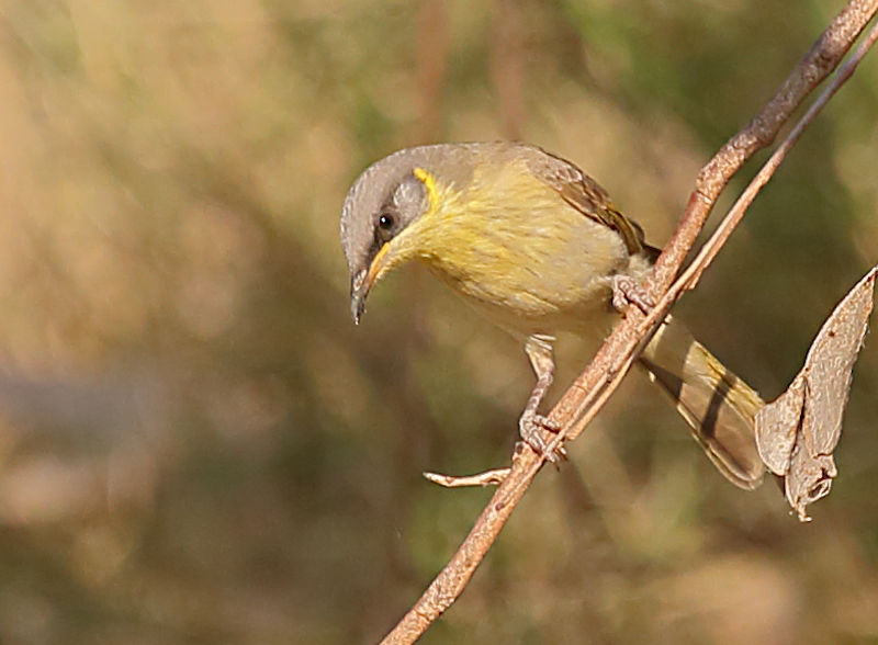 Brown & Grey Headed Honeyeater, Alice Springs