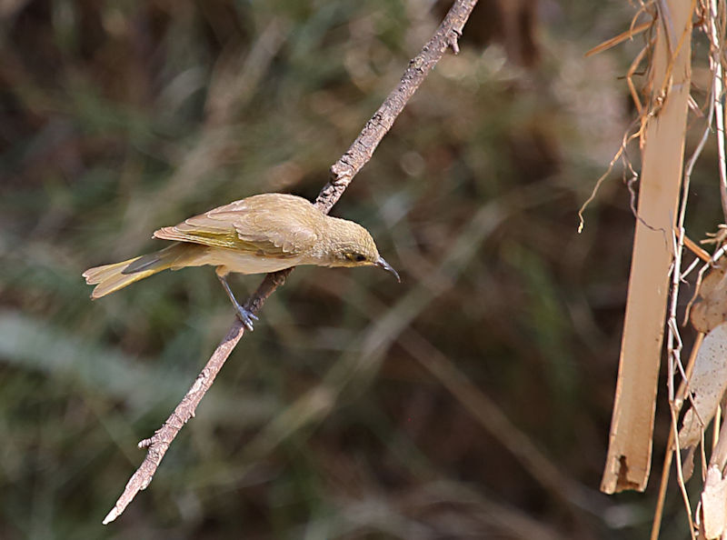 Brown Honeyeater, Alice Springs