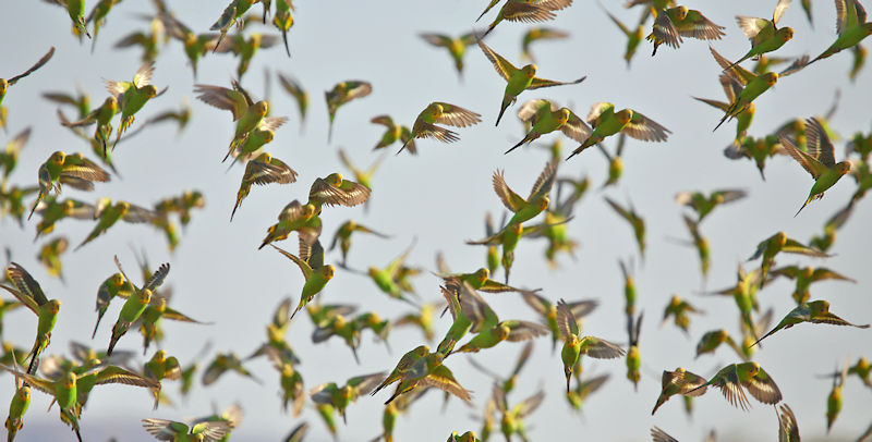 Budgerigars - Alice Springs