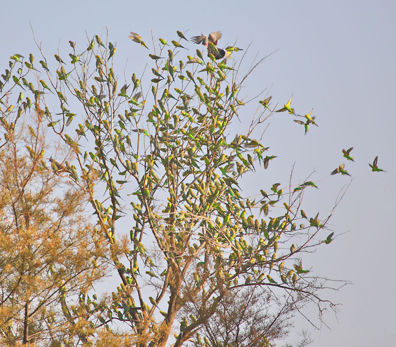 Budgerigars - Alice Springs