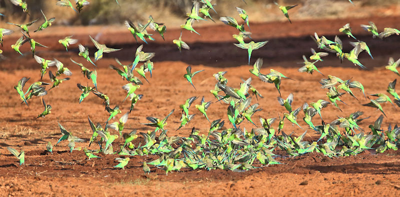 Budgerigars - Alice Springs