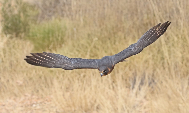 Australian Hobby, Alice Springs Bush Park