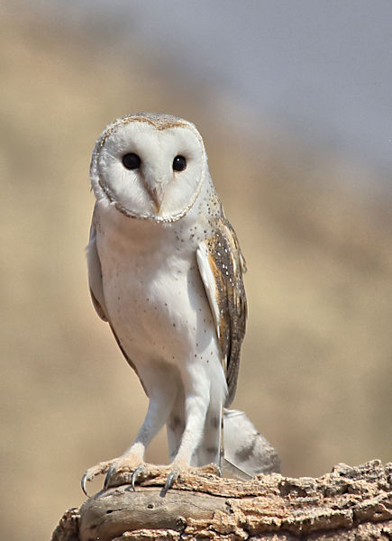 Barn Owl, Alice Springs Bush Park