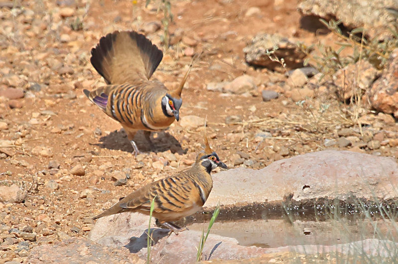 Spinifex Pigeon, Alice Springs