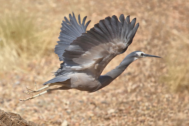 White-faced Heron, Alice Springs Bush Park