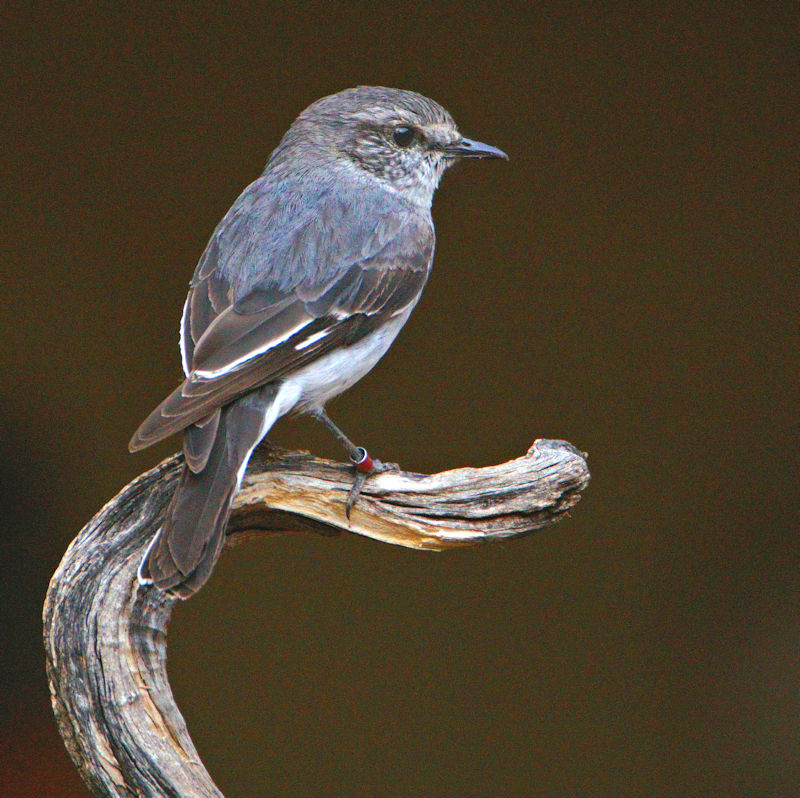 Female Hooded Robin, near Alice Springs