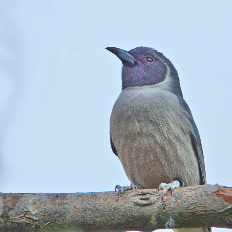 Masked Swallow, near Alice Springs