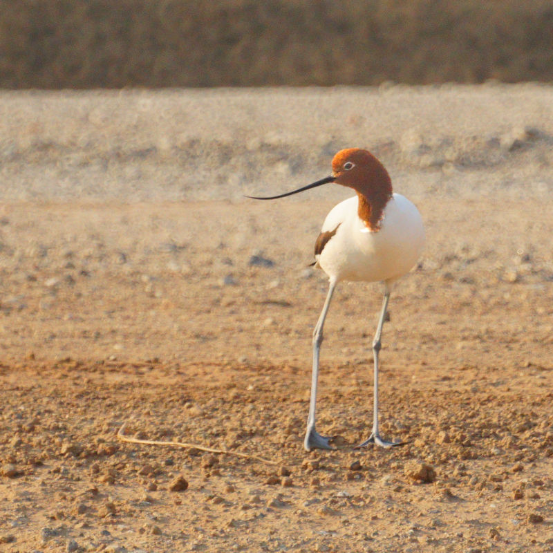 Red-necked Avocet, Alice Springs