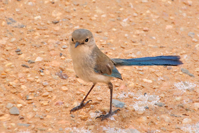 Juvenile Splendid Wren, Alice Springs