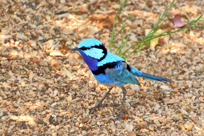 Male Splendid Wren, Alice Springs Bush Park