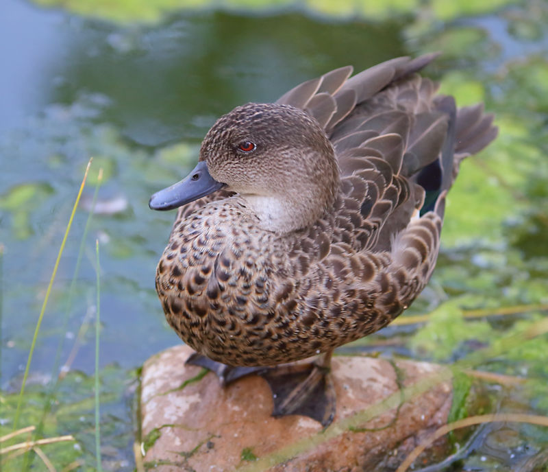 Grey Teal, Alice Springs