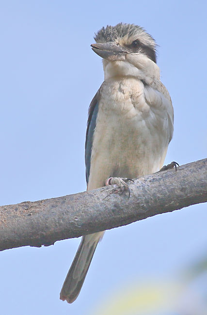 Red-backed Kingfisher, Alice Springs