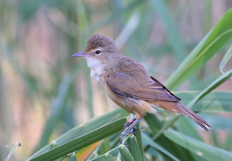 Reed Warbler, Alice Springs