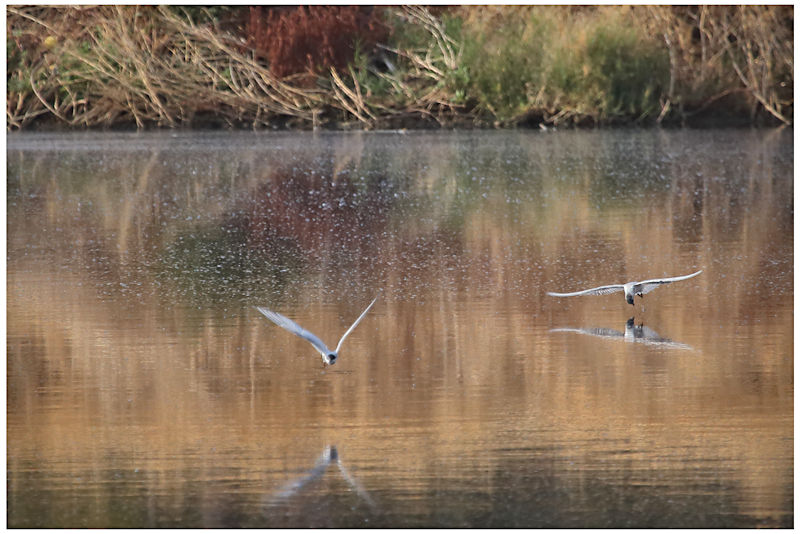 Whiskered Tern, Alice Springs