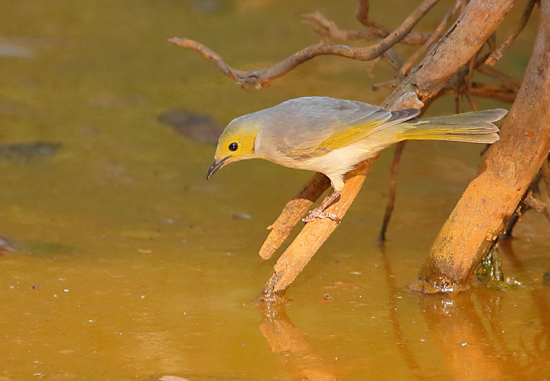 White-plumed Honeyeater, Alice Springs