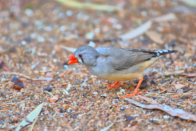 Zebra Finch, Alice Springs