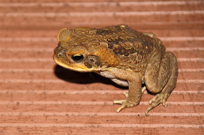 CaneToad_6178_m_3_800